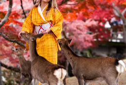 Japan_Autumn_2025 (22/47)